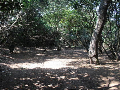 Malongane Beach Resort, Camp Site CS6, Forest, Nature, Plant, Tree, Wood