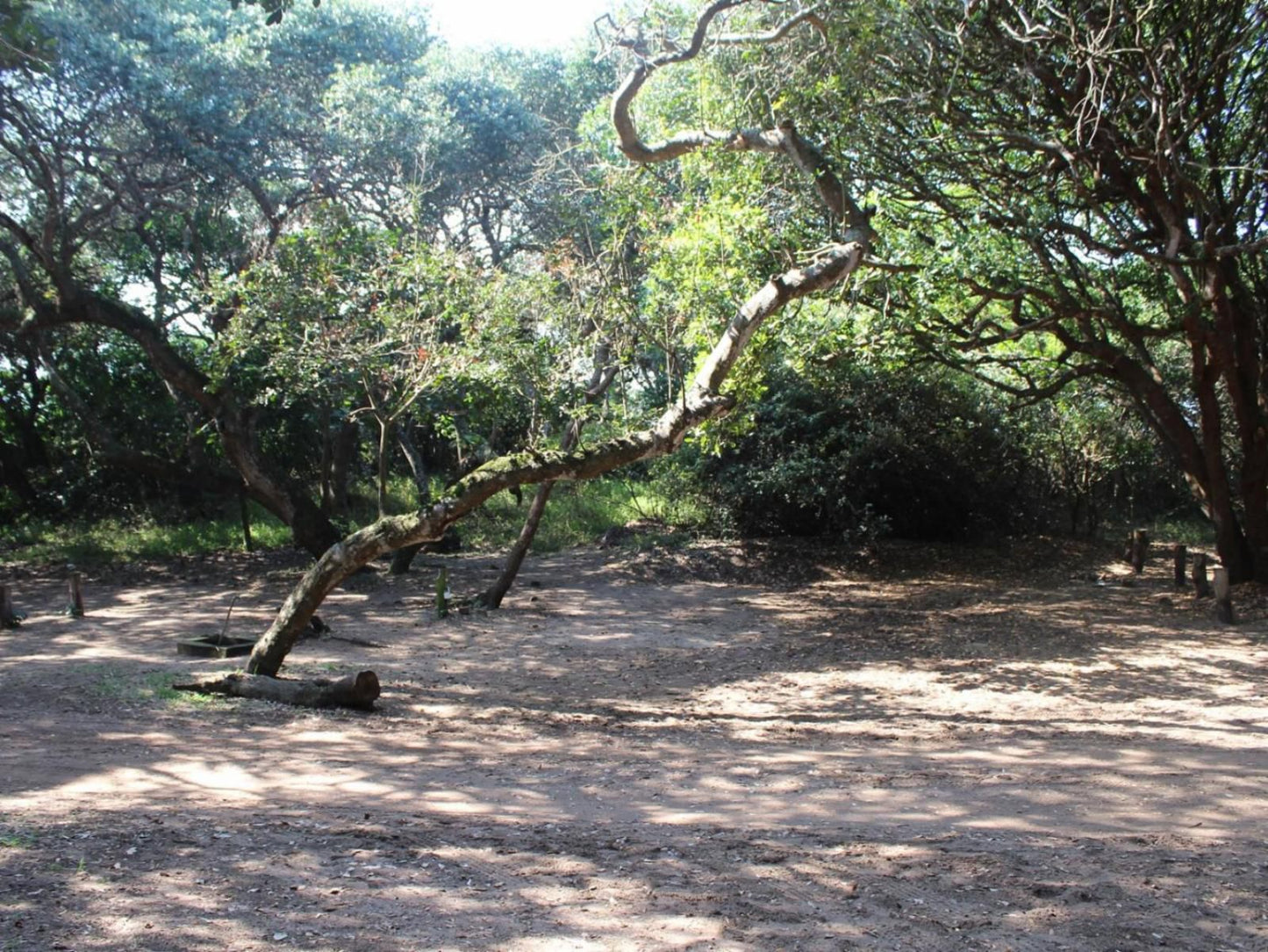 Malongane Beach Resort, Camp Site CS9, Forest, Nature, Plant, Tree, Wood