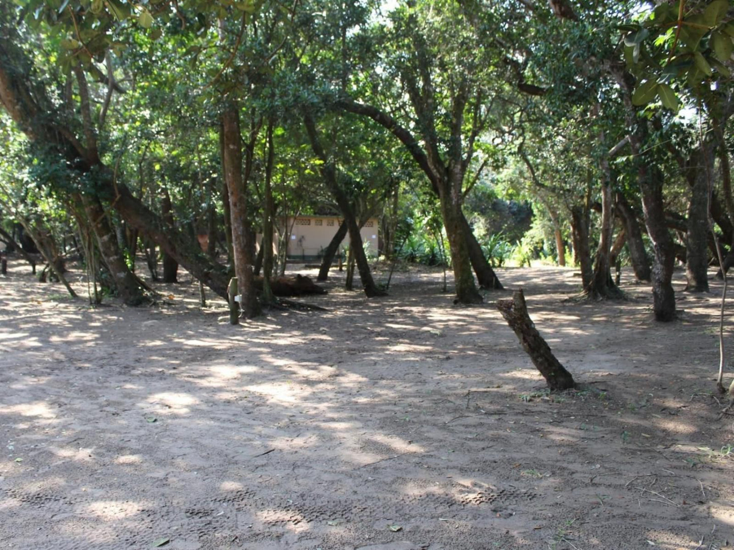 Malongane Beach Resort, Tents on Deck TD14, Forest, Nature, Plant, Tree, Wood