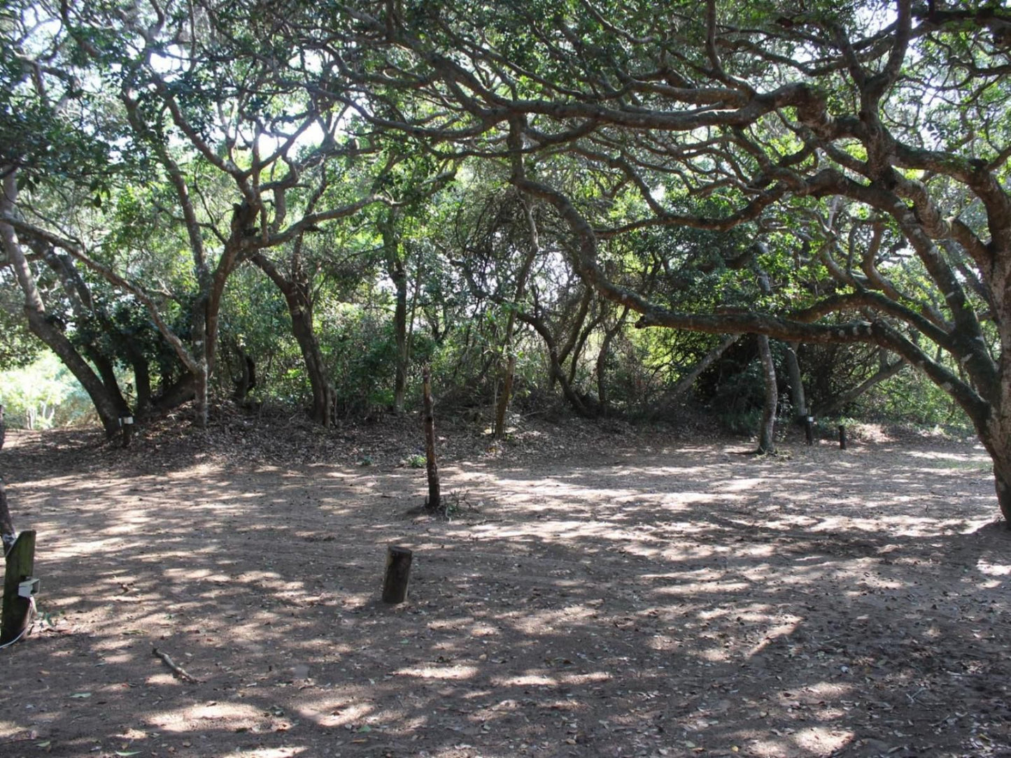 Malongane Beach Resort, Tents on Deck TD3, Forest, Nature, Plant, Tree, Wood