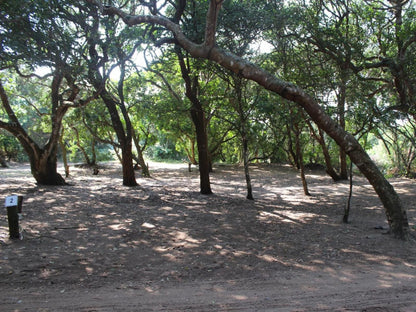 Malongane Beach Resort, Tents on Deck TD4, Forest, Nature, Plant, Tree, Wood