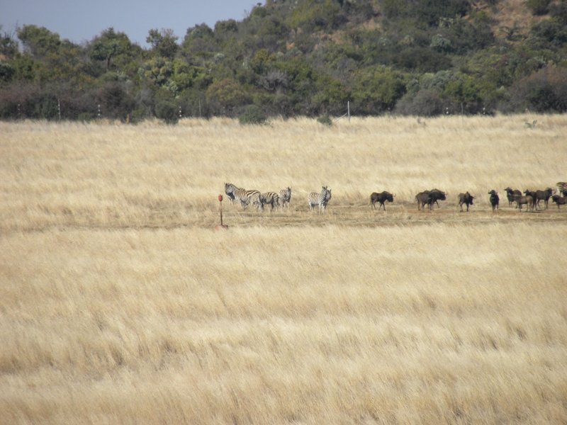 Malonjeni Guest Farm Heidelberg Gauteng South Africa Field, Nature, Agriculture, Animal, Lowland