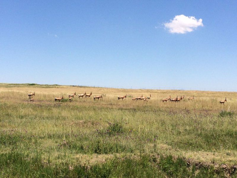 Maluti Safaris Ficksburg Free State South Africa Complementary Colors, Colorful, Lowland, Nature