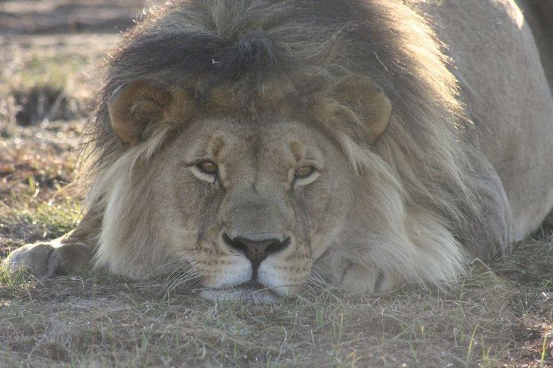 Maluti Safaris Ficksburg Free State South Africa Unsaturated, Lion, Mammal, Animal, Big Cat, Predator