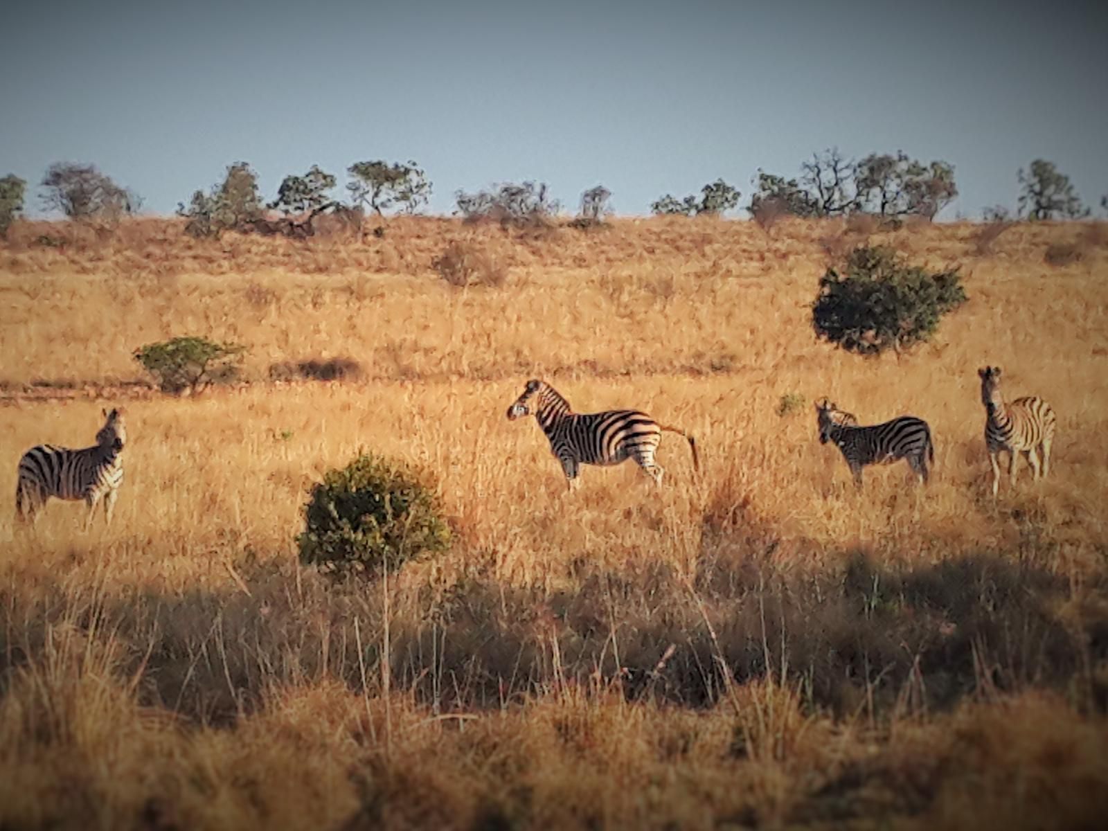 Mamagalie Mountain Lodge Buffelspoort North West Province South Africa Zebra, Mammal, Animal, Herbivore, Lowland, Nature