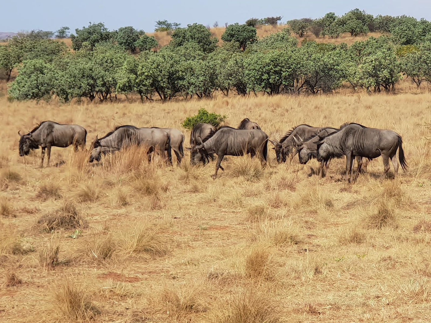 Mamagalie Mountain Lodge Buffelspoort North West Province South Africa Gnu, Mammal, Animal, Herbivore, Lowland, Nature