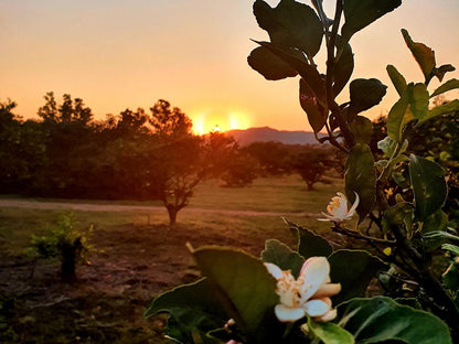 Mamagalie Mountain Lodge Buffelspoort North West Province South Africa Colorful, Plant, Nature, Sky, Sunset