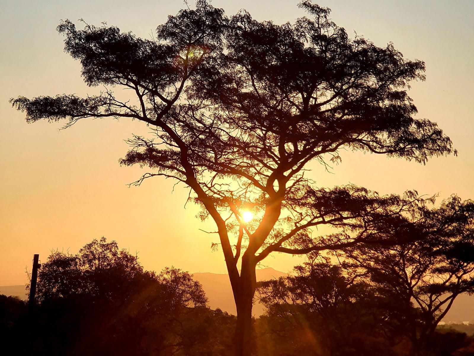 Mamagalie Mountain Lodge Buffelspoort North West Province South Africa Silhouette, Tree, Plant, Nature, Wood, Sunset, Sky