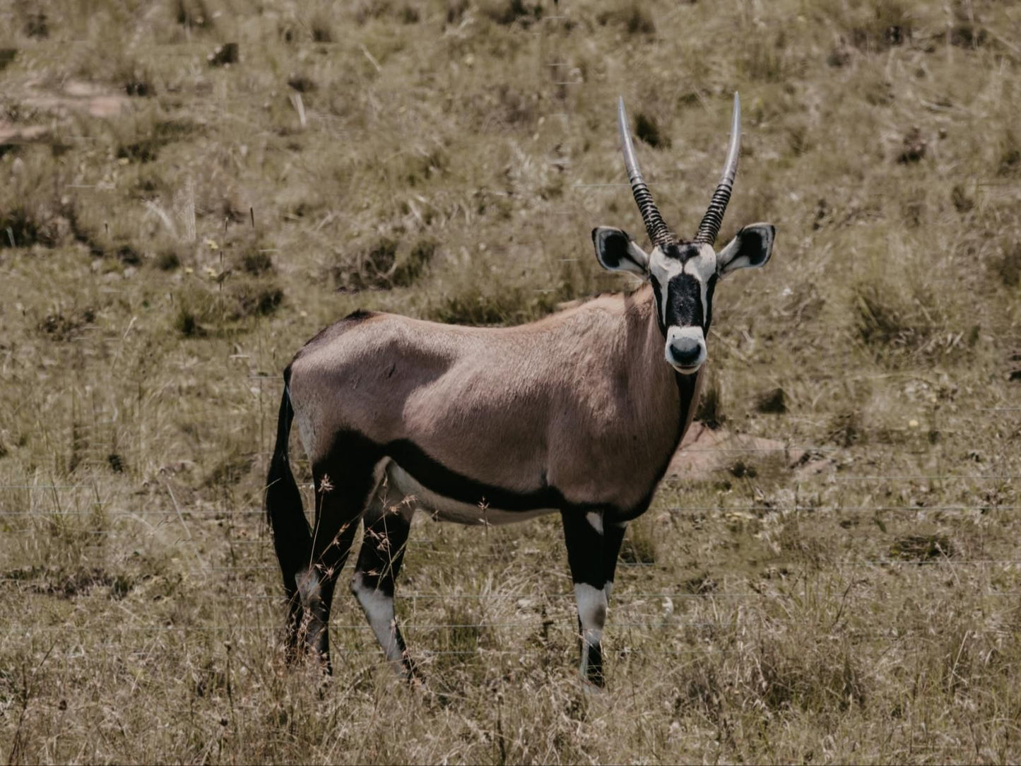 Mambakloof Country Estate, Sepia Tones, Animal