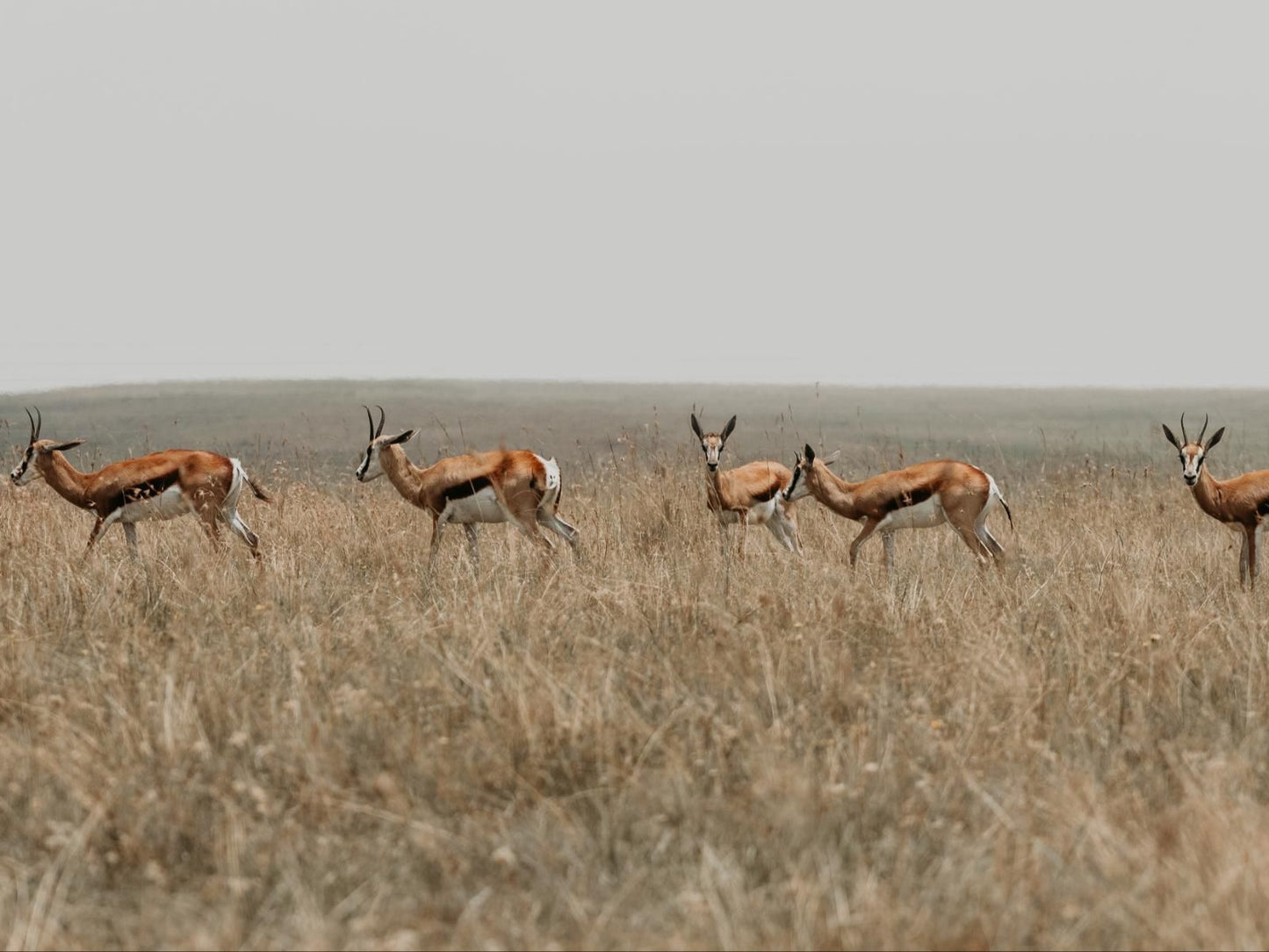 Mambakloof Country Estate, Sepia Tones, Animal, Lowland, Nature