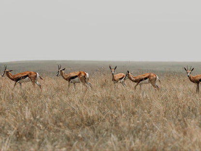 Mambakloof Country Estate, Sepia Tones, Animal, Lowland, Nature