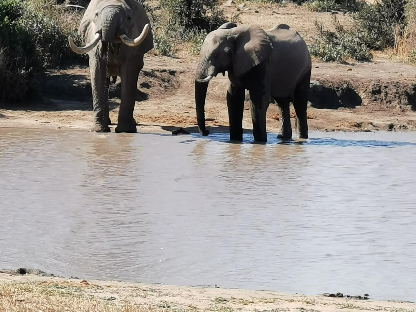 Mamma Mia Bandb Steiltes Nelspruit Mpumalanga South Africa Elephant, Mammal, Animal, Herbivore