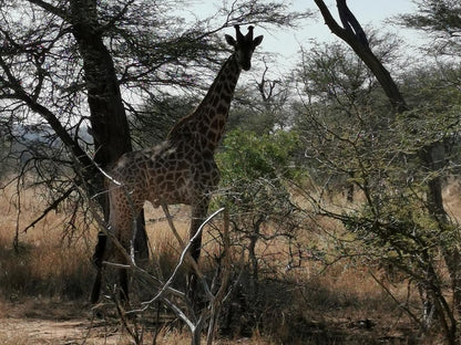 Mamma Mia Bandb Steiltes Nelspruit Mpumalanga South Africa Giraffe, Mammal, Animal, Herbivore