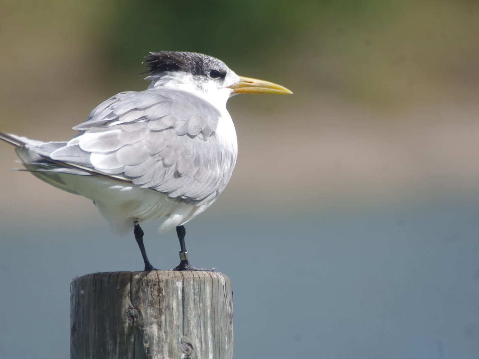 Mandoryn Nege Port Owen Velddrif Western Cape South Africa Unsaturated, Seagull, Bird, Animal