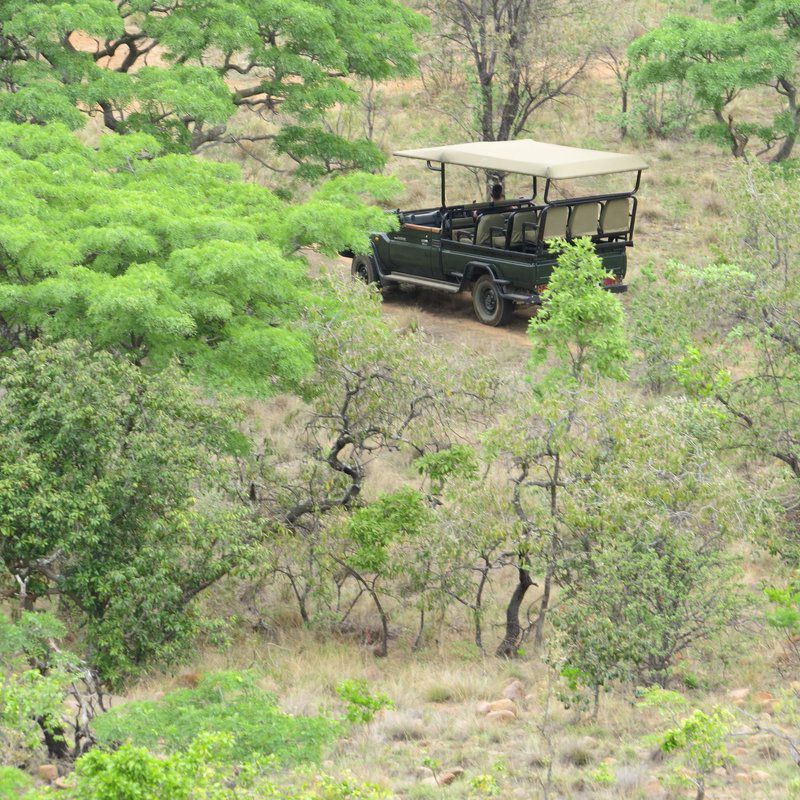 Mangwa African Safari Bushveld Limpopo Province South Africa Forest, Nature, Plant, Tree, Wood, Vehicle