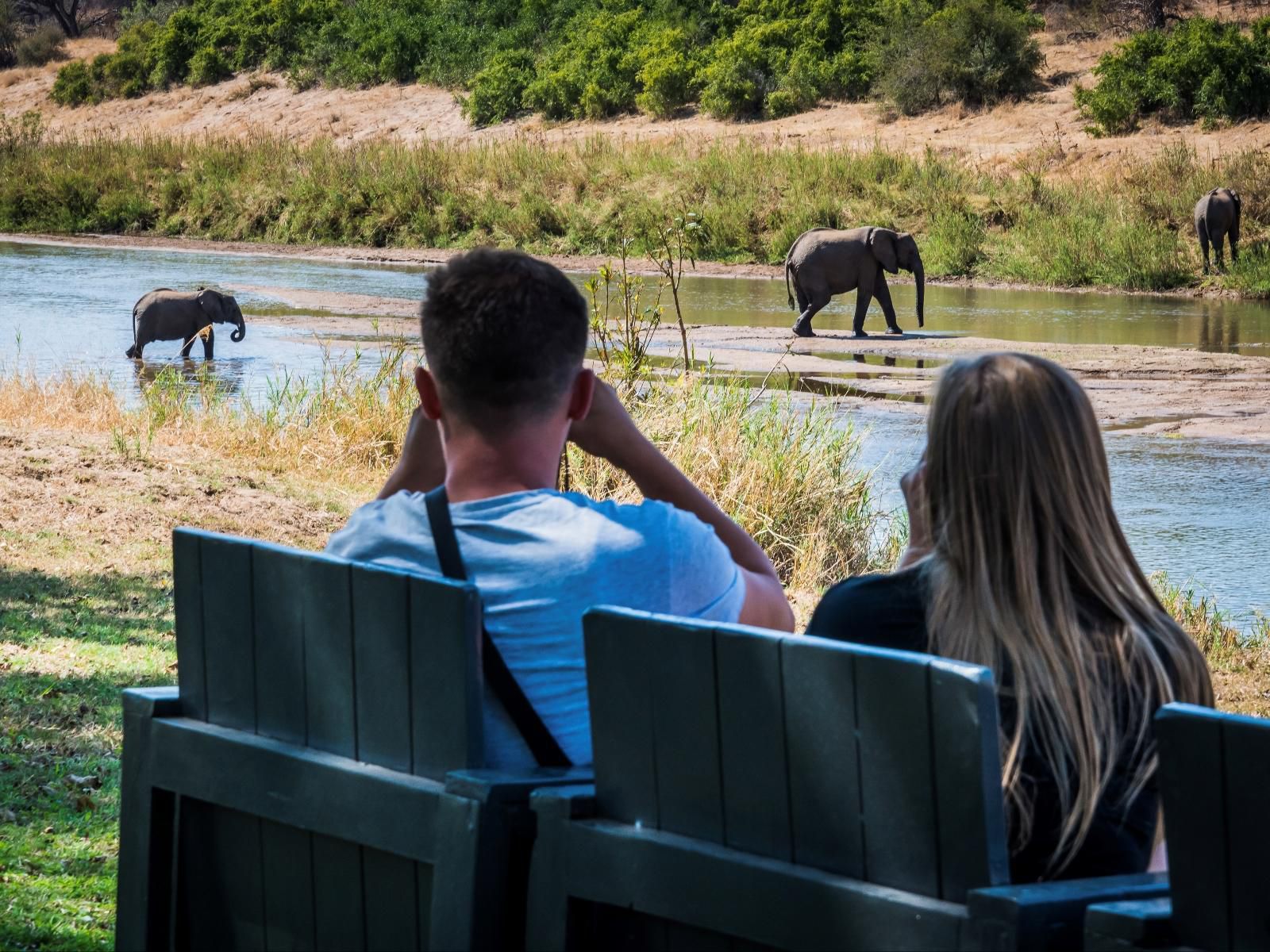 Maninghi Lodge, Elephant, Mammal, Animal, Herbivore, Person