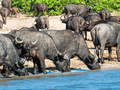 Maninghi Lodge, Water Buffalo, Mammal, Animal, Herbivore