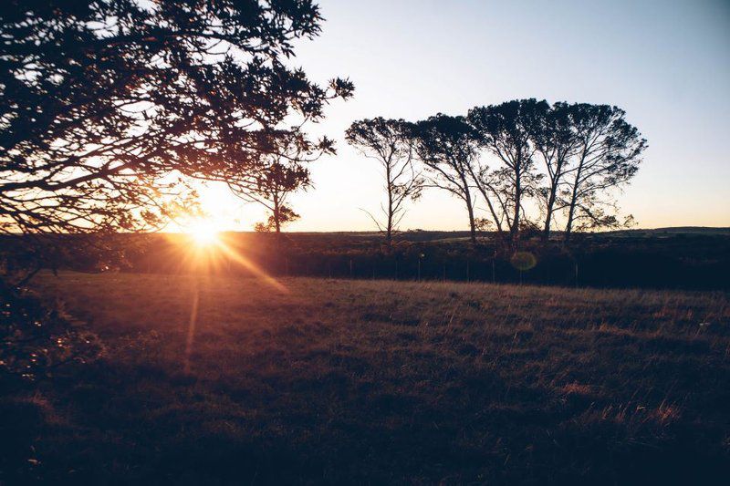 Mansfield Private Reserve Port Alfred Eastern Cape South Africa Field, Nature, Agriculture, Sky, Lowland, Sunset