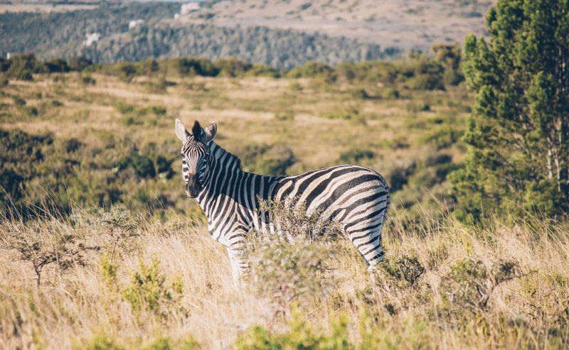 Mansfield Private Reserve Port Alfred Eastern Cape South Africa Zebra, Mammal, Animal, Herbivore