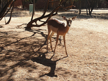Manyane Resort Pilanesberg Game Reserve North West Province South Africa Sepia Tones, Animal
