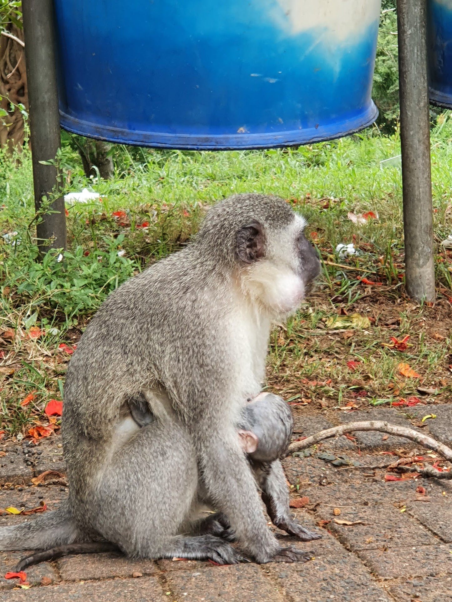 Manzini Chalets St Lucia Kwazulu Natal South Africa Primate, Mammal, Animal