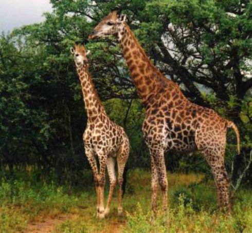Manzini Swazi King Chalets Marloth Park Mpumalanga South Africa Giraffe, Mammal, Animal, Herbivore