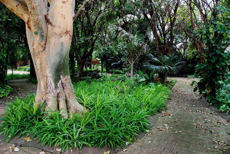 Manzini Swazi King Chalets Marloth Park Mpumalanga South Africa Plant, Nature, Tree, Wood, Garden