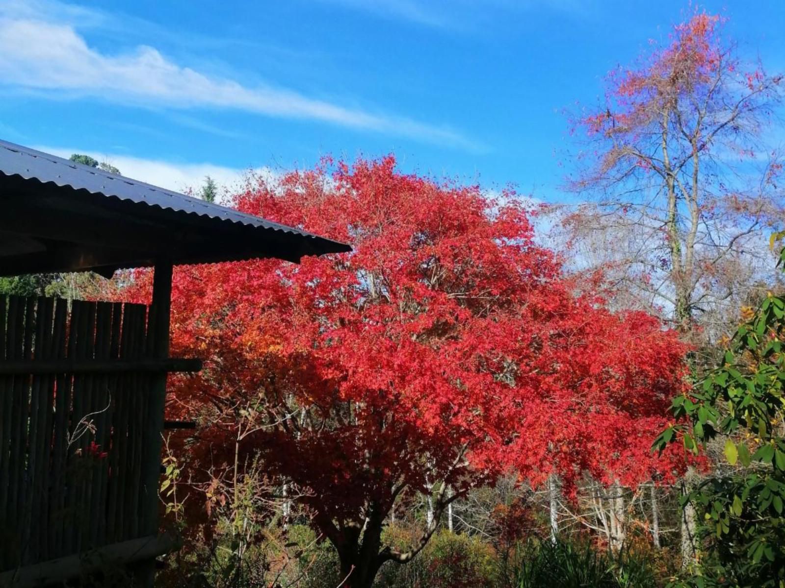 Maple Grove Hogsback Eastern Cape South Africa Complementary Colors, Tree, Plant, Nature, Wood, Autumn