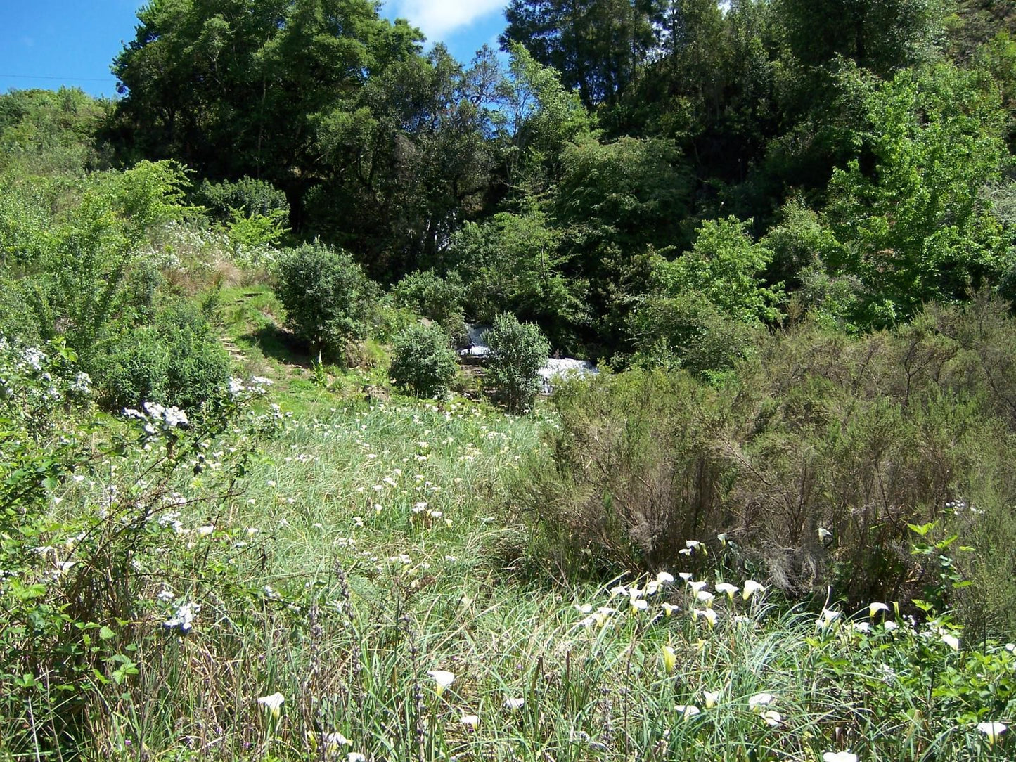 Maple Grove Hogsback Eastern Cape South Africa Meadow, Nature, Plant, Tree, Wood, Garden