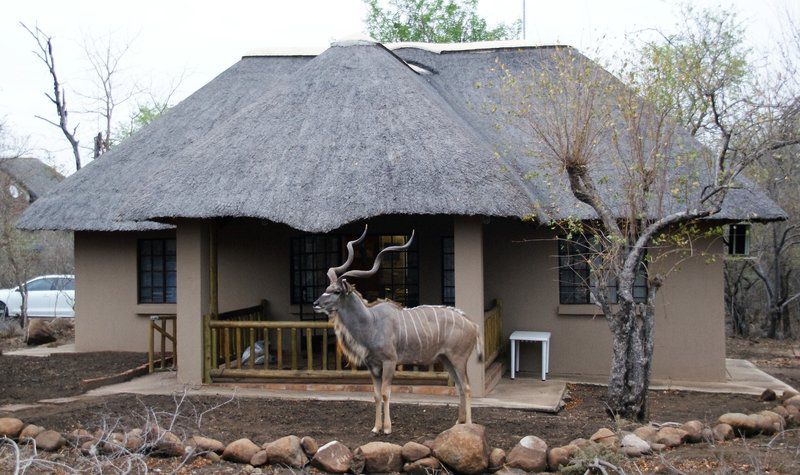Maranze Marloth Marloth Park Mpumalanga South Africa Animal