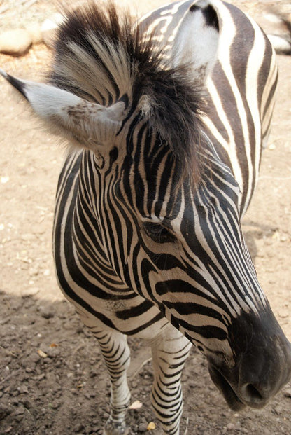 Maranze Marloth Marloth Park Mpumalanga South Africa Zebra, Mammal, Animal, Herbivore