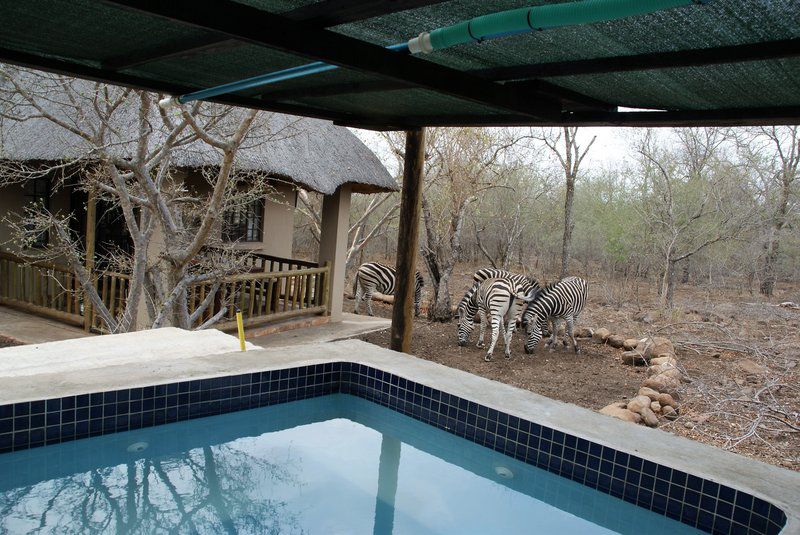 Maranze Marloth Marloth Park Mpumalanga South Africa Animal, Swimming Pool