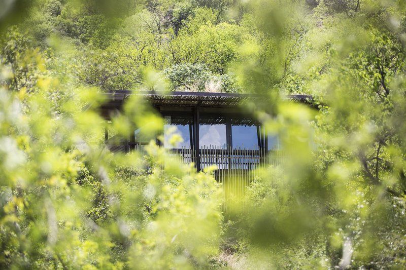 Marataba Mountain Lodge Marakele National Park Limpopo Province South Africa 