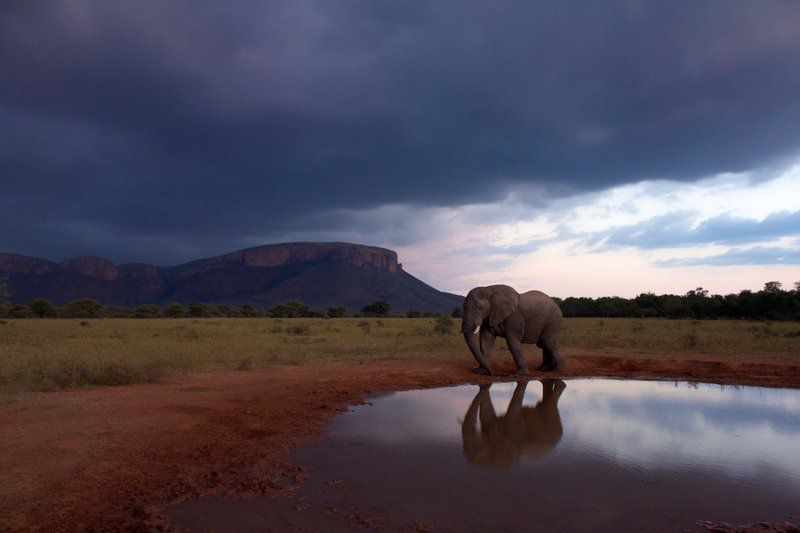 Marataba Safari Lodge Marakele National Park Limpopo Province South Africa Elephant, Mammal, Animal, Herbivore
