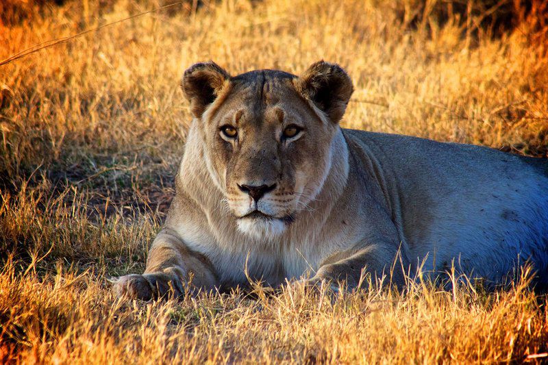 Marataba Safari Lodge Marakele National Park Limpopo Province South Africa Lion, Mammal, Animal, Big Cat, Predator