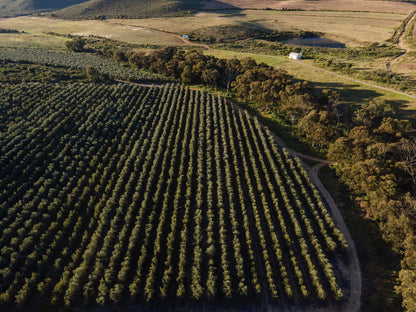 Mardouw Country House Swellendam Western Cape South Africa Field, Nature, Agriculture, Aerial Photography, Lowland