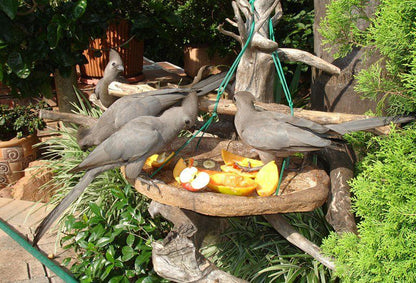 Maribelle S Bed And Breakfast Lynnwood Ridge Pretoria Tshwane Gauteng South Africa Bird, Animal