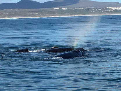 Marine 5 Guest House De Kelders Western Cape South Africa Whale, Marine Animal, Animal