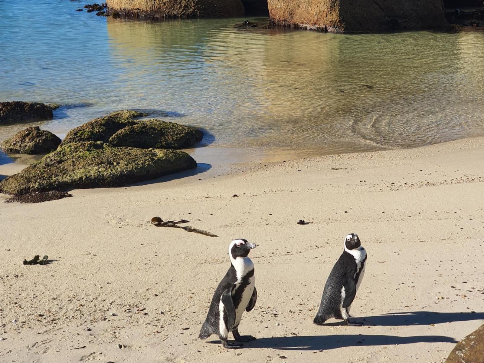 Mariner Guesthouse Simons Town Cape Town Western Cape South Africa Penguin, Bird, Animal, Beach, Nature, Sand