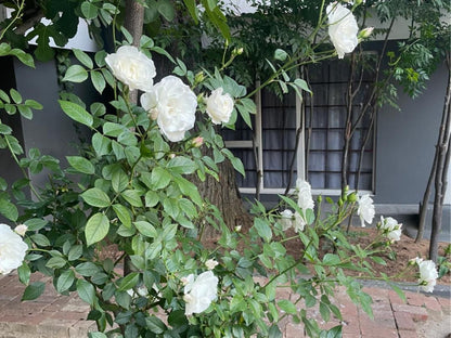Marion Lodge Sandown Johannesburg Gauteng South Africa Blossom, Plant, Nature, Rose, Flower