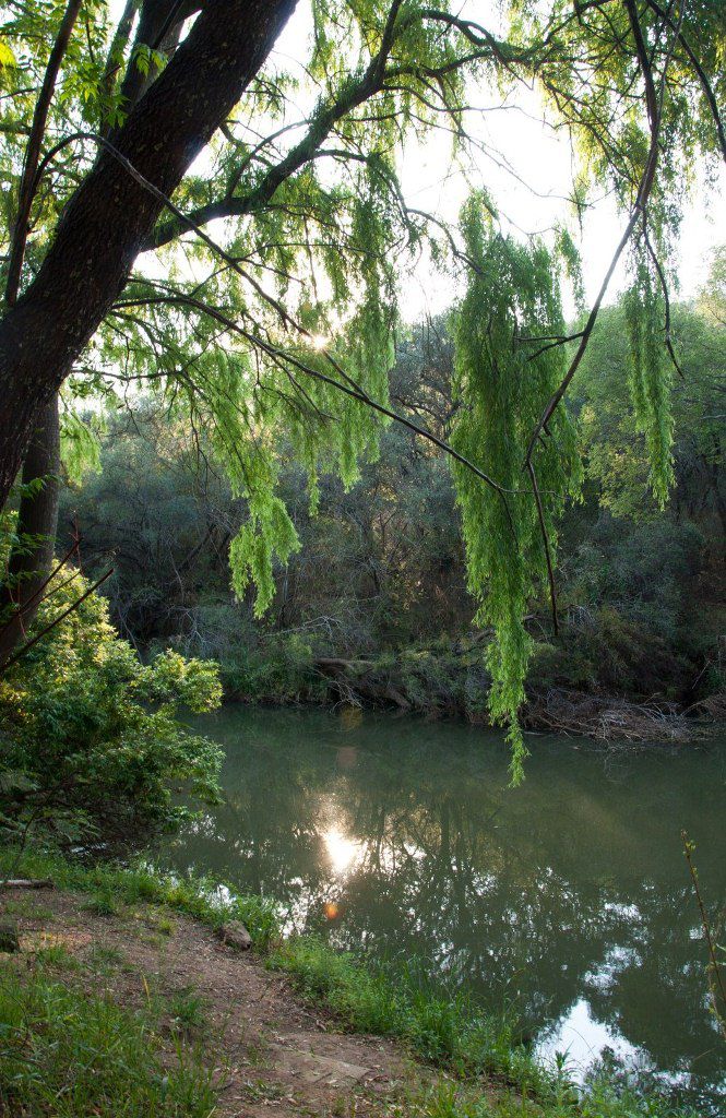 Mariquensis Groot Marico North West Province South Africa Forest, Nature, Plant, Tree, Wood, River, Waters