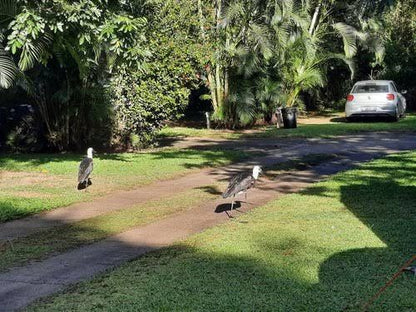 Marlon Holiday Resort Sunwich Port Kwazulu Natal South Africa Bird, Animal, Palm Tree, Plant, Nature, Wood