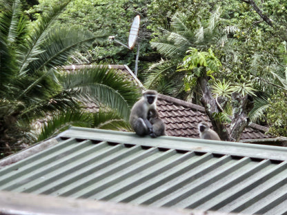 Marlon Holiday Resort Sunwich Port Kwazulu Natal South Africa Primate, Mammal, Animal, Raccoon, Predator