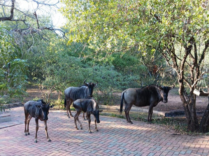 Marloth Cottage, Animal