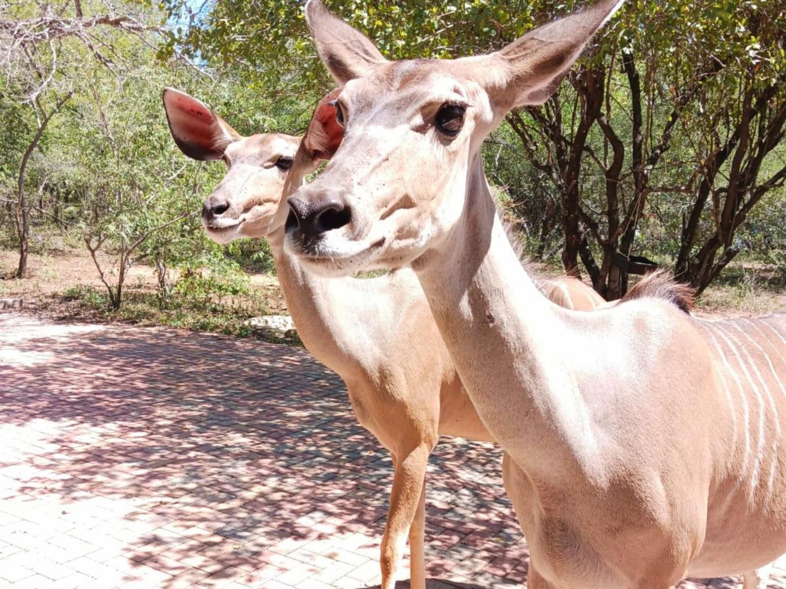 Marloth Cottage, Animal