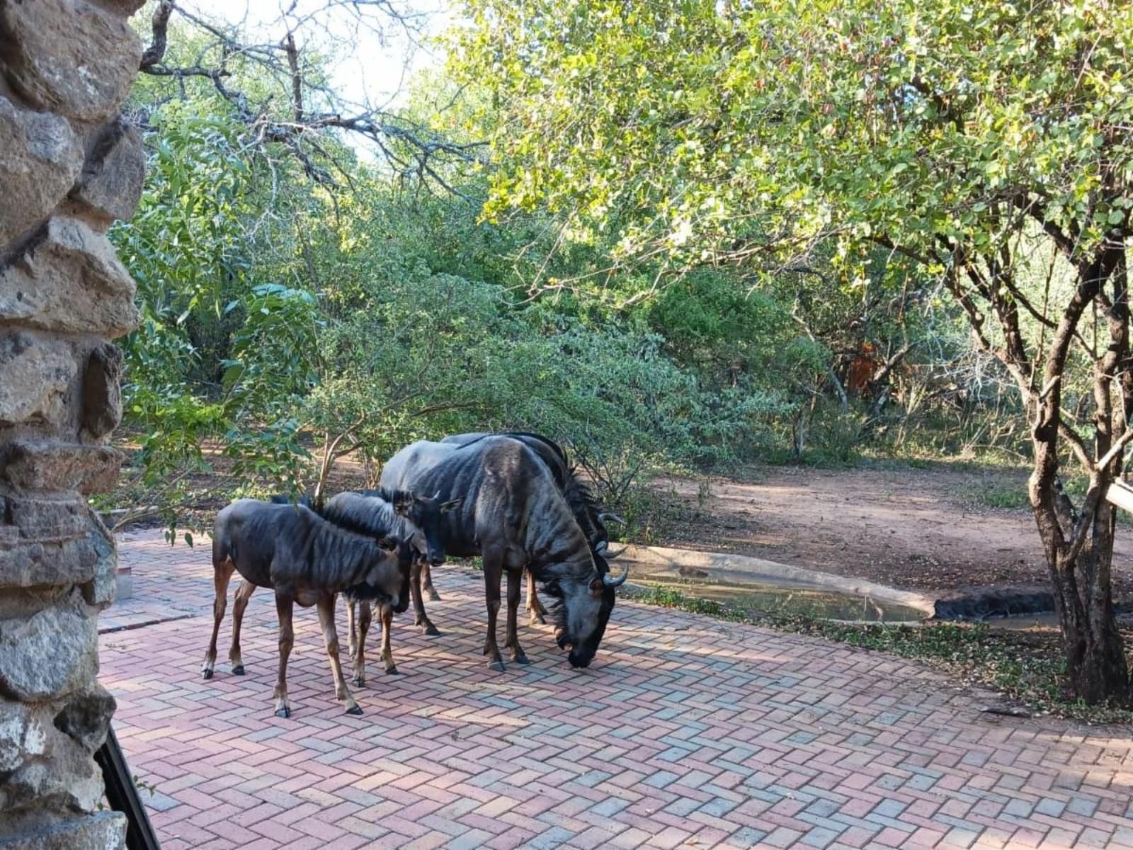 Marloth Cottage, Animal