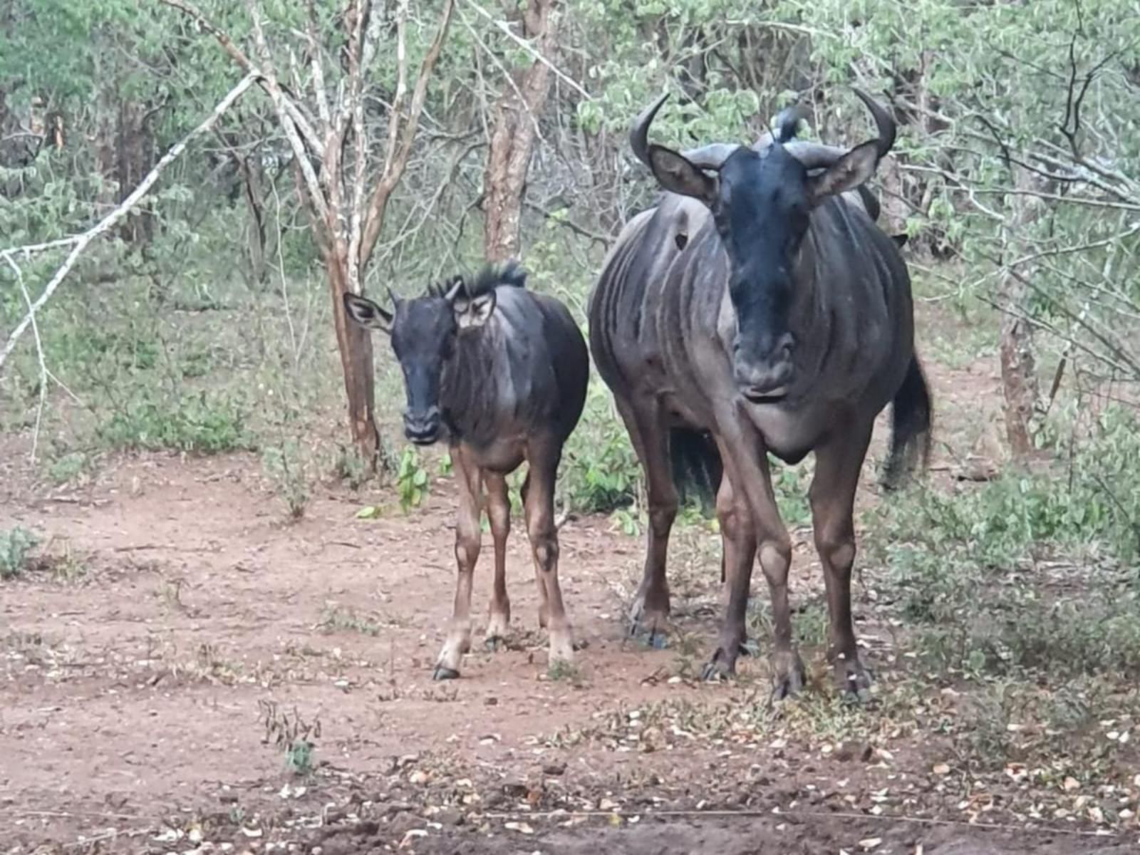 Marloth Cottage, Gnu, Mammal, Animal, Herbivore, Water Buffalo