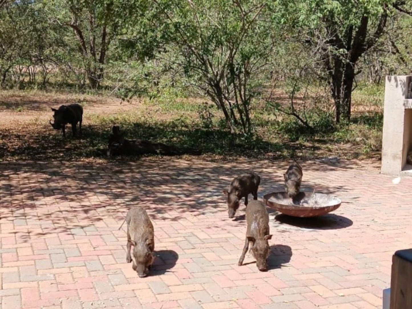 Marloth Cottage, Animal