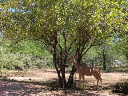 Marloth Cottage, Tree, Plant, Nature, Wood, Animal