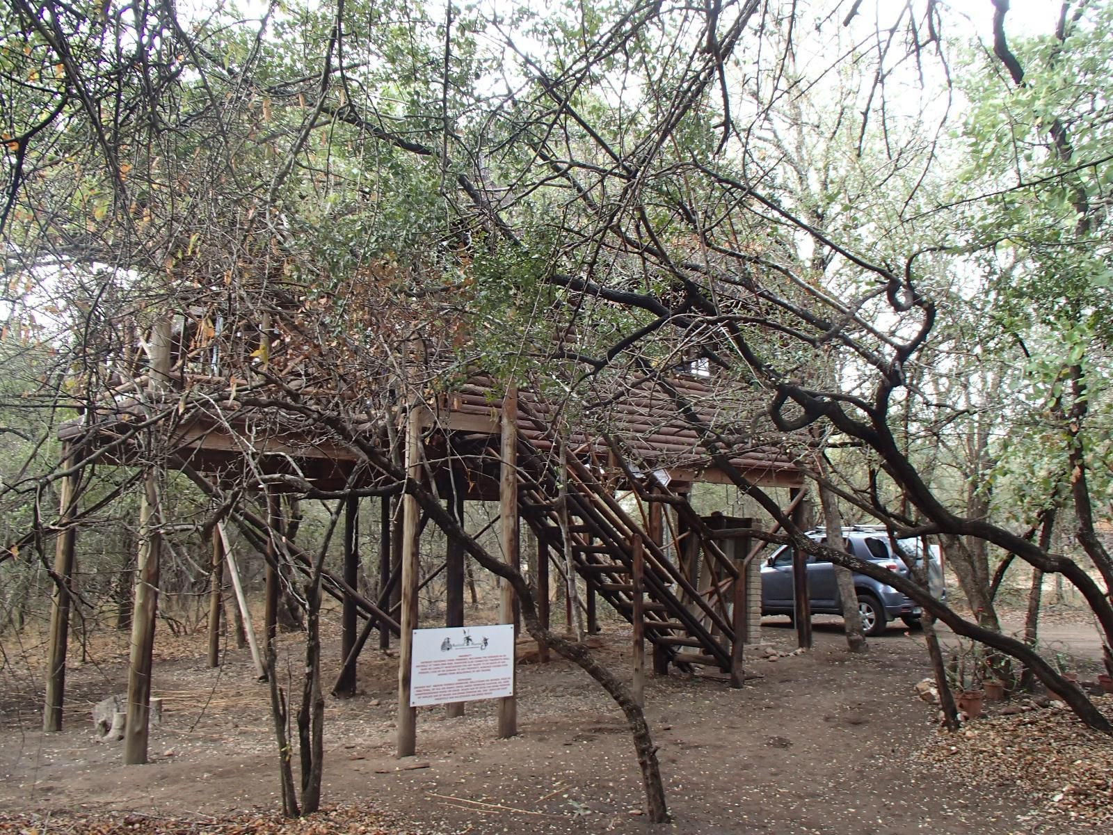 Marloth Havens Marloth Park Mpumalanga South Africa Tree, Plant, Nature, Wood